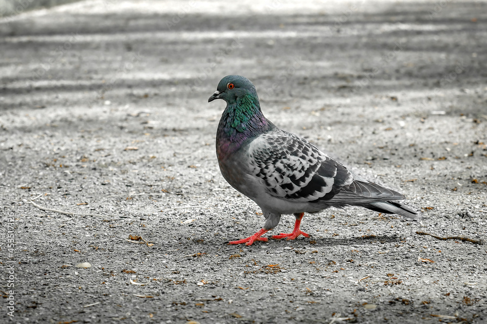 The rock pigeon (Columba livia) is walking along the path in the park. The rock pigeon (Columba livia) is walking along the path in the park.