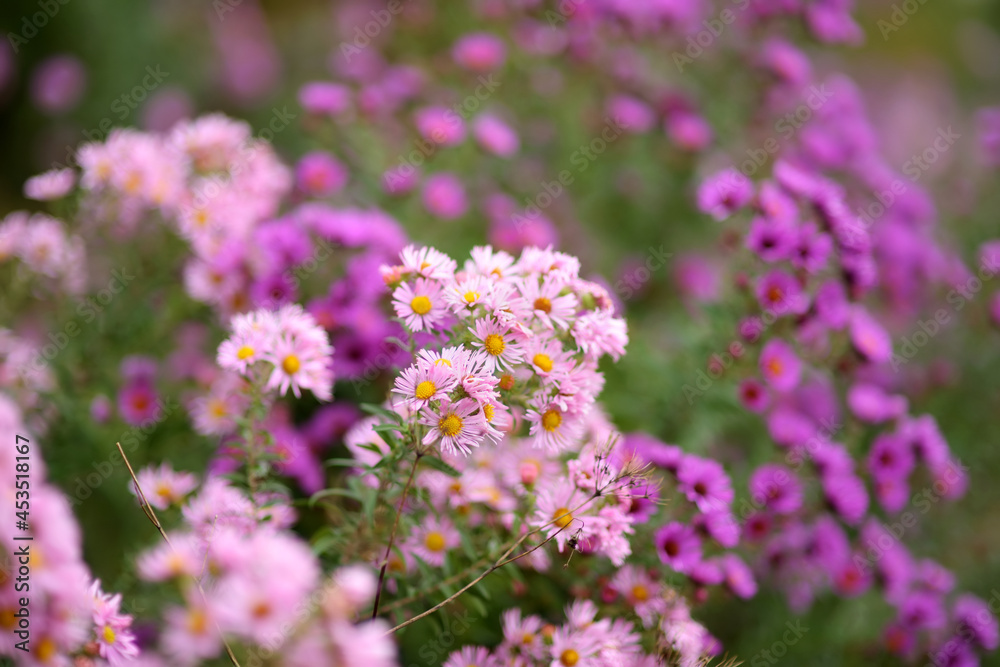 Different shades of purple chrysantemum flowers in a backyard garden in autumn. Fall season. Decorative flowers. Different shades of purple chrysantemum flowers in a backyard garden in autumn. Fall season. Decorative flowers.