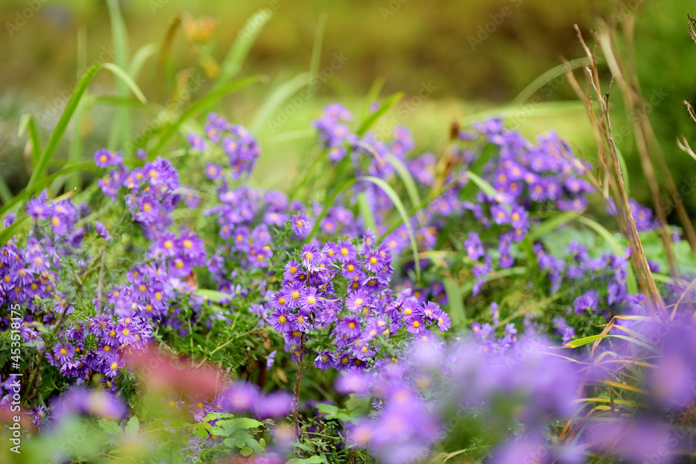 Obraz premium Different shades of purple chrysantemum flowers in a backyard garden in autumn. Fall season. Decorative flowers.