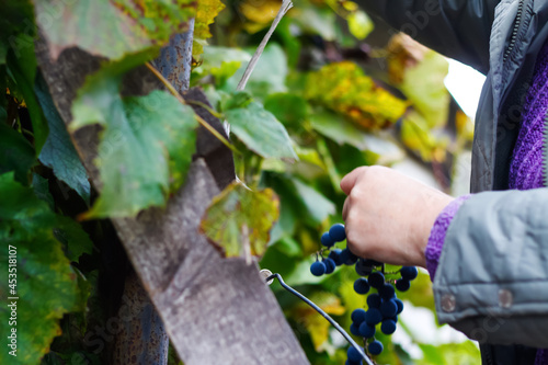 Defocus woman holding bunch grape. Red wine grapes on vine in vineyard, close-up. Winemaker Harvesting Grapes. Female hands cutting grapes during the crop. Green dry leaves. Out of focus © tanitost