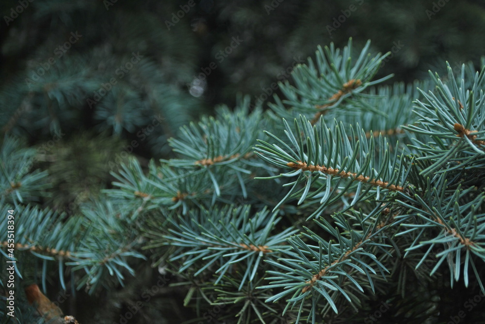 christmas tree needles