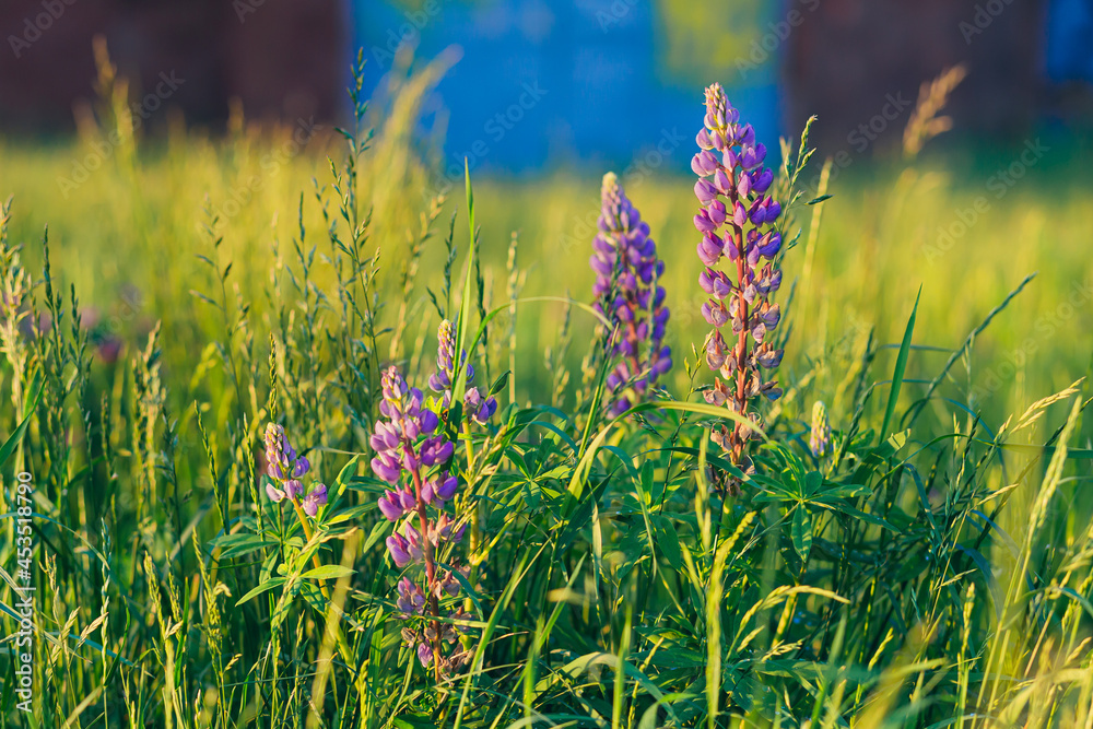 Lupine flowers in grass background texture at sunset light