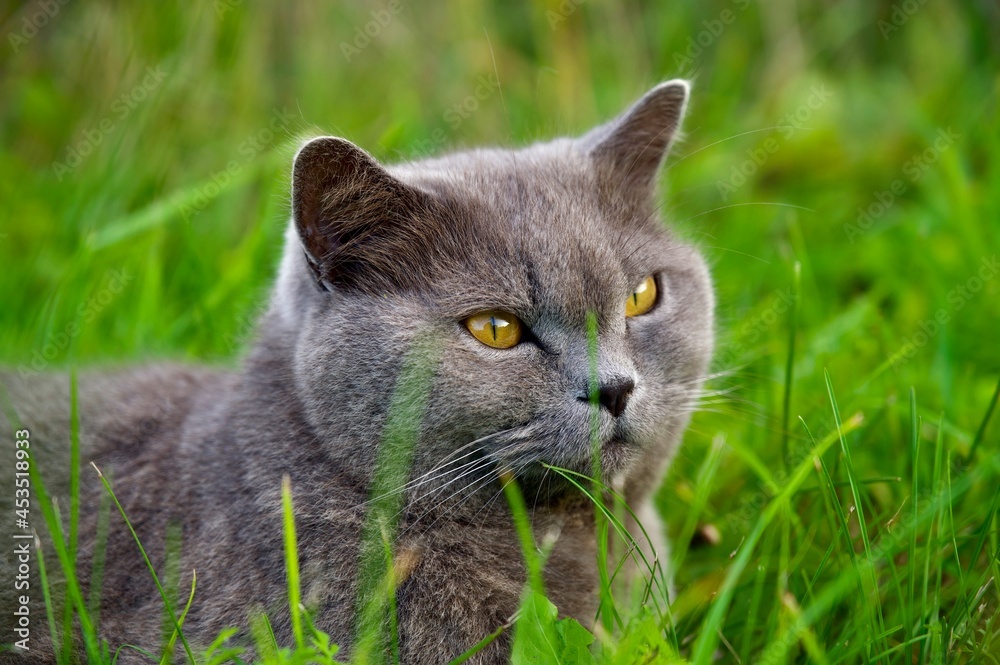 cat in grass