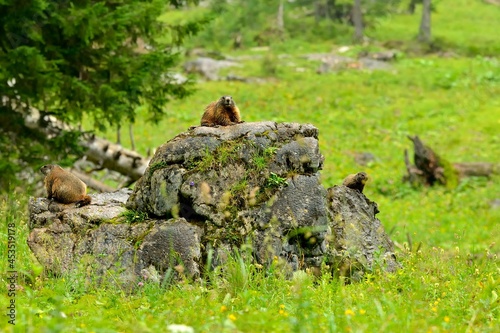 Marmot on a rock in the bavarian alps on meadow pasture