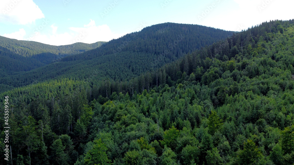 Obraz premium forest in the mountains