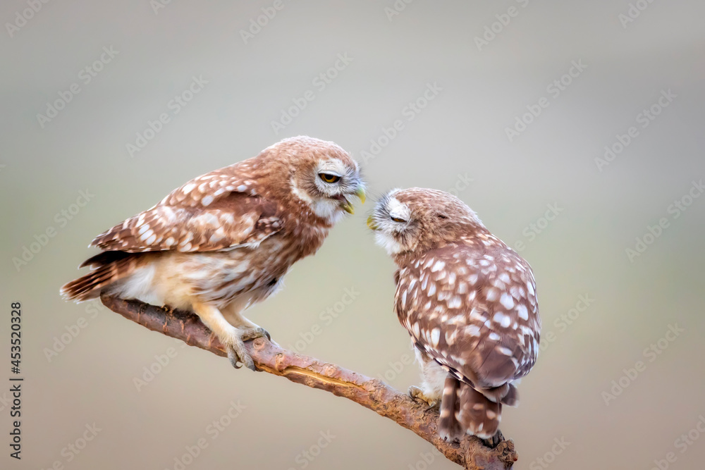 Naklejka premium Cute little owls. Colorful nature background. Athene noctua. 