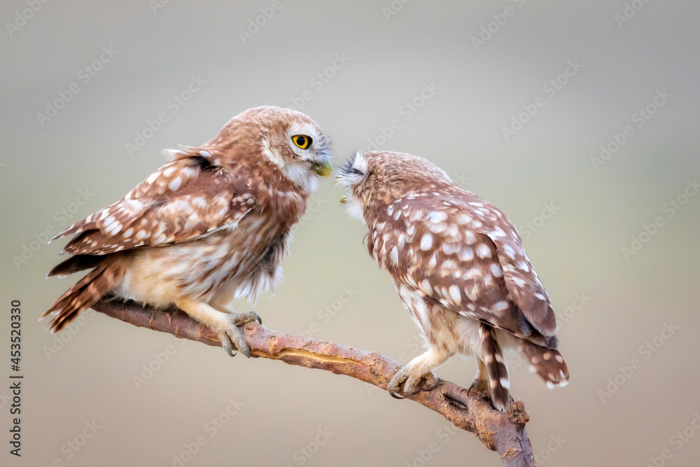 Fototapeta premium Cute little owls. Colorful nature background. Athene noctua. 