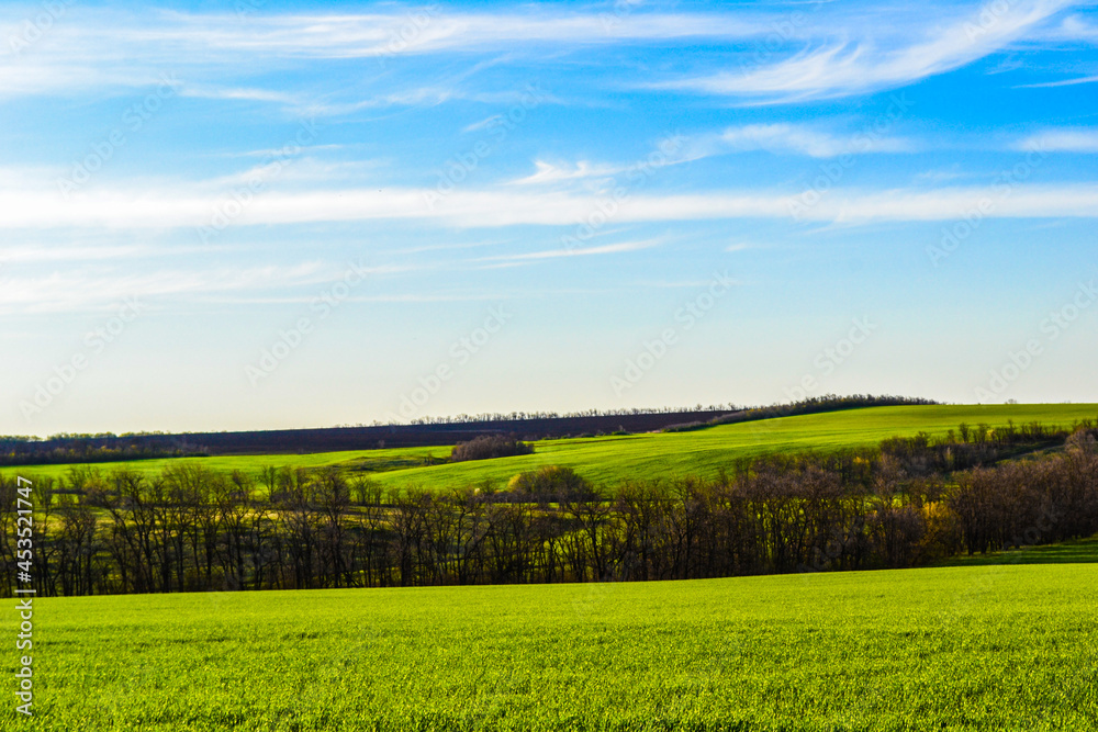 landscape with field and sky