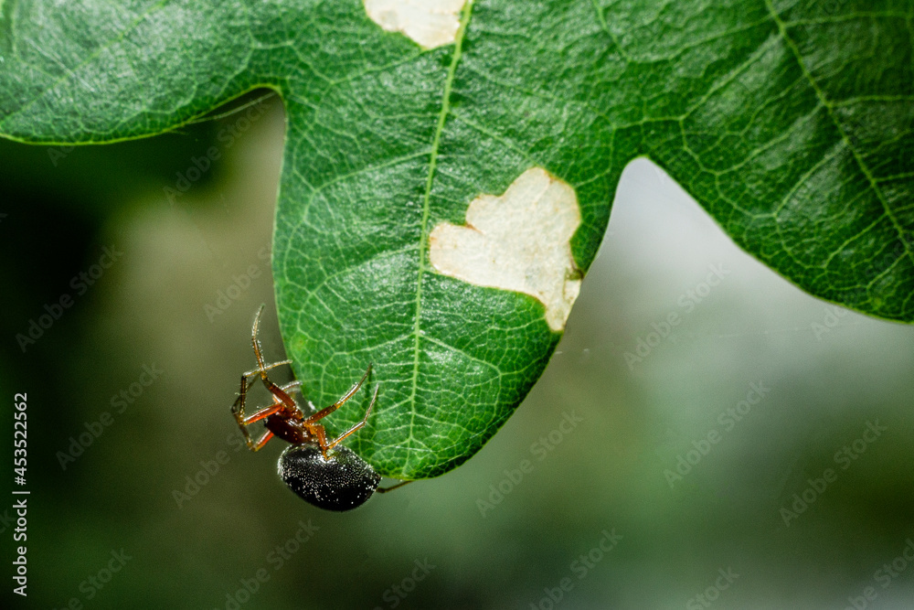 spider on leaf
