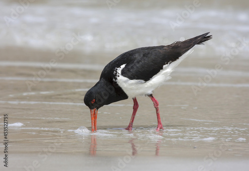 Φωτογραφία Black and white Eurasian oystercatcher on the sandy beach