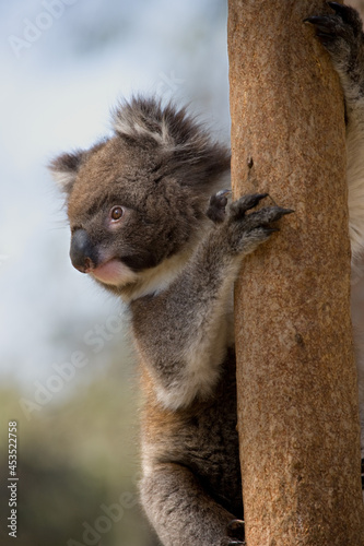 Canvas Print Bertical shot of a koala on a tree under the sunlight with a blurry background