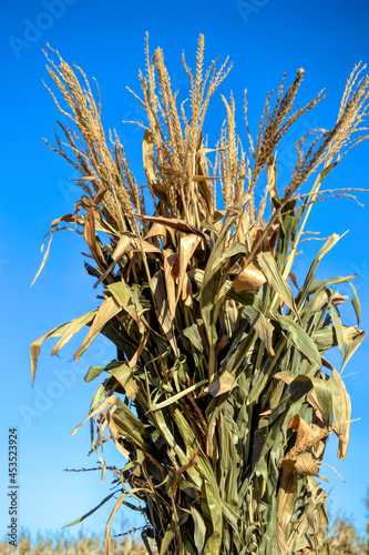 Fotografija Cornstalk close-up in a Fall harvest scene against a bright blue sky
