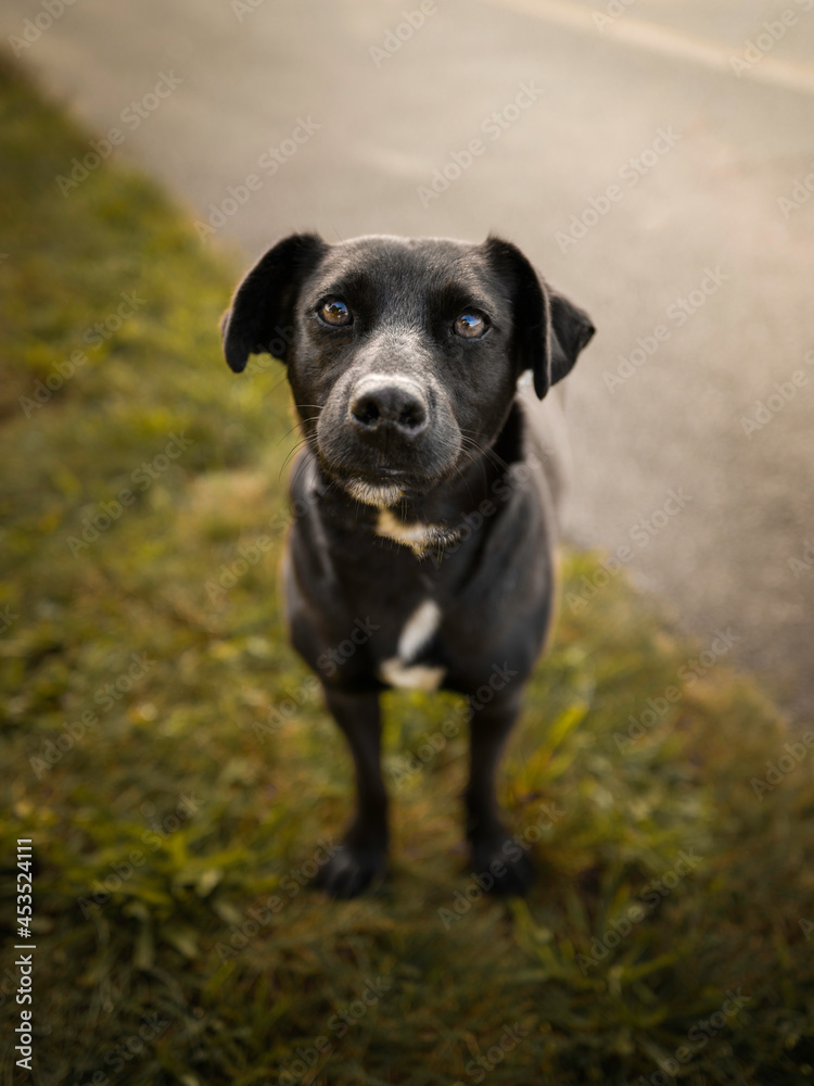 Black Patterdale Terrier looking at the camera. A cute and confident black puppy waiting for the treatment after being so good at not moving but standing still. Black Patterdale Terrier looking at the camera. A cute and confident black puppy waiting for the treatment after being so good at not moving but standing still.