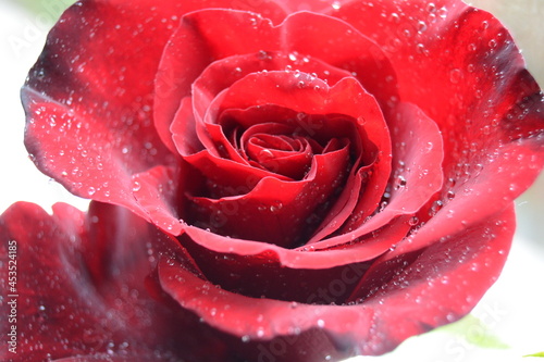Fototapeta Naklejka Na Ścianę i Meble -  Macro image of dark red rose with water droplets. Extreme close-up with shallow dof.