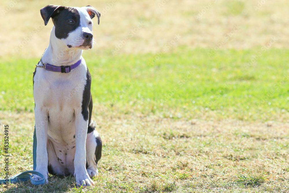 Boxer terrior dog in training sitting in stay position