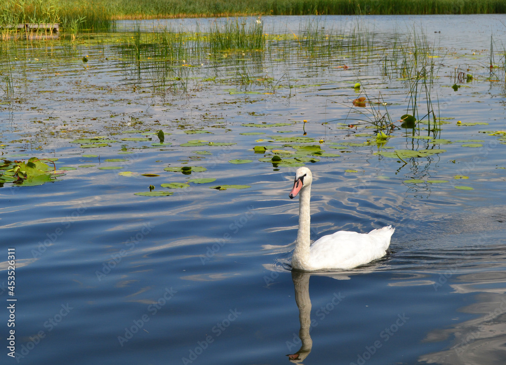 Fototapeta premium Graceful white Swan swimming in the lake, swans in the wild. Portrait of a white swan swimming on a lake. The mute swan, latin name Cygnus olor.