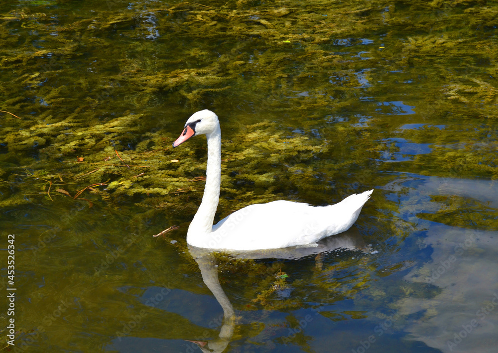 Fototapeta premium Graceful white Swan swimming in the lake, swans in the wild. Portrait of a white swan swimming on a lake. The mute swan, latin name Cygnus olor.