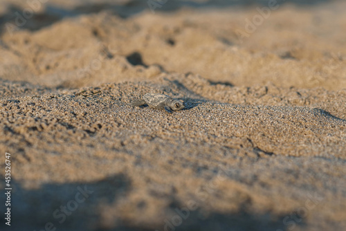 Newborn sea turtle cub crawls along the sandy shore in the direction of the ocean to survive.