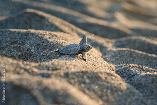 Fototapet Newborn sea turtle cub crawls along the sandy shore in the direction of the ocean to survive