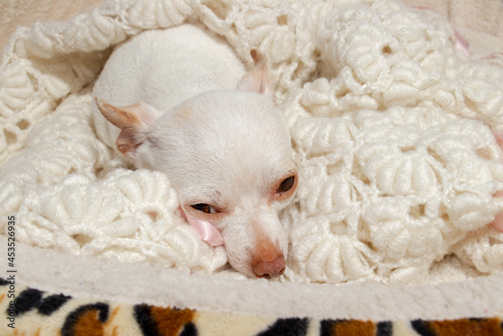 chihuahua descanso cafe cama cobijada chihuahua descanso cafe cama cobijada