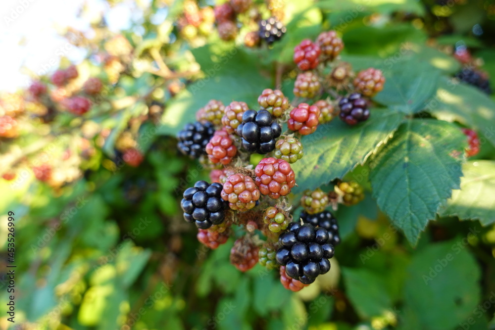 Himalayan blackberry stems (often called canes) are large, thick, arching, star-shaped in cross-section, and have big thorns. Himalayan blackberry stems (often called canes) are large, thick, arching, star-shaped in cross-section, and have big thorns.