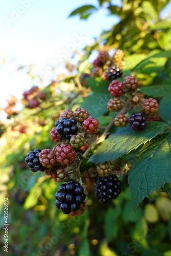 Rubus armeniacus, the Himalayan blackberry or Armenian blackberry, is native to Armenia and Northern Iran, and widely naturalized elsewhere.