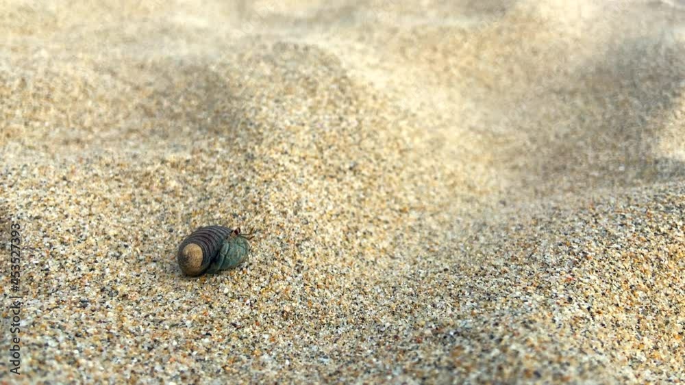 Cangrejo ermitaño saliendo de su concha y caminando por la arena en la playa. Pie de la cuesta, Acapulco México. Cangrejo ermitaño saliendo de su concha y caminando por la arena en la playa. Pie de la cuesta, Acapulco México.
