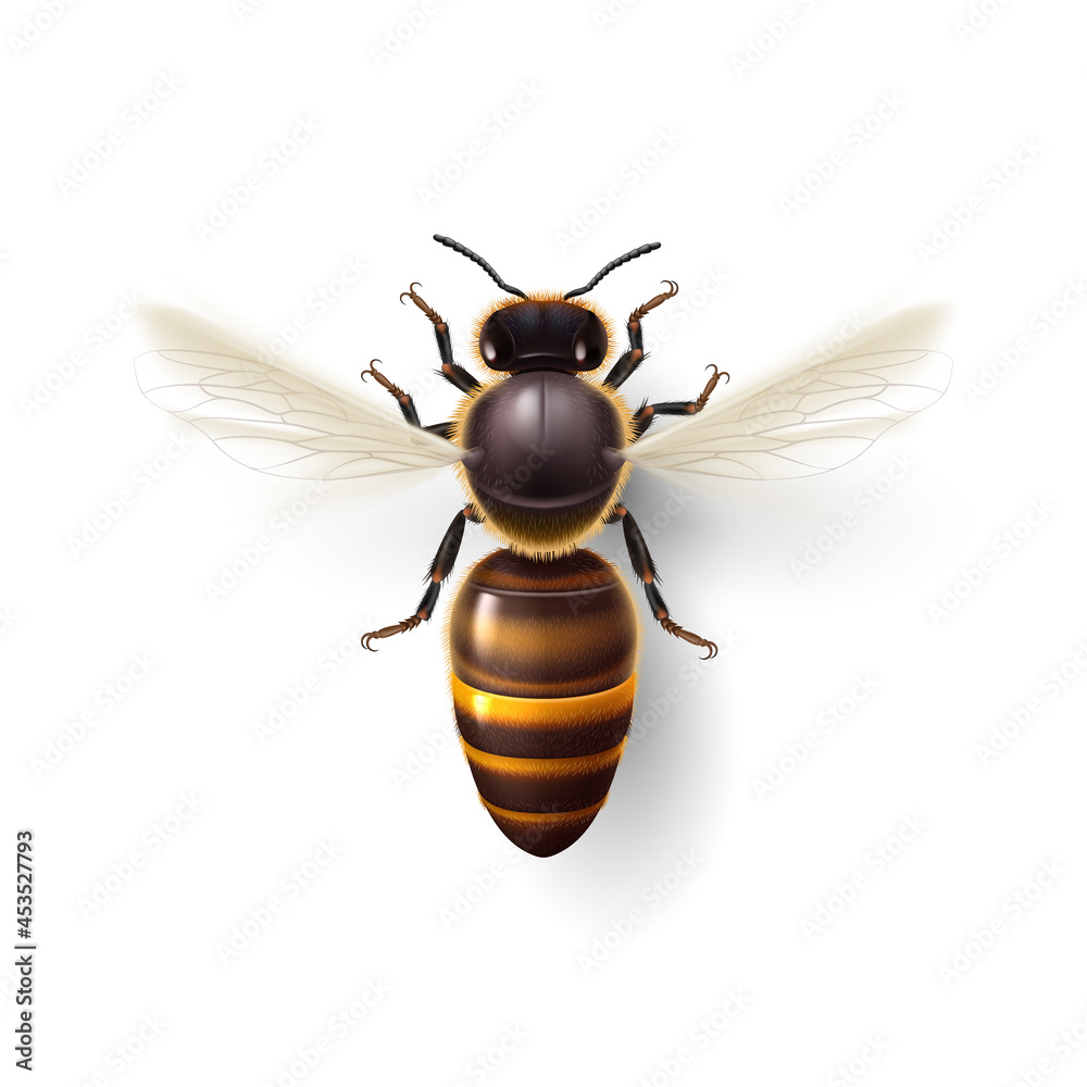 Flying Honey Bee. Insect Symbol for Natural, Healthy and Organic Food  Production. Realistic Drawing of a Worker Bee Flying to the Hive, or  Apiary. Isolated Top View Icon on White Background Stock
