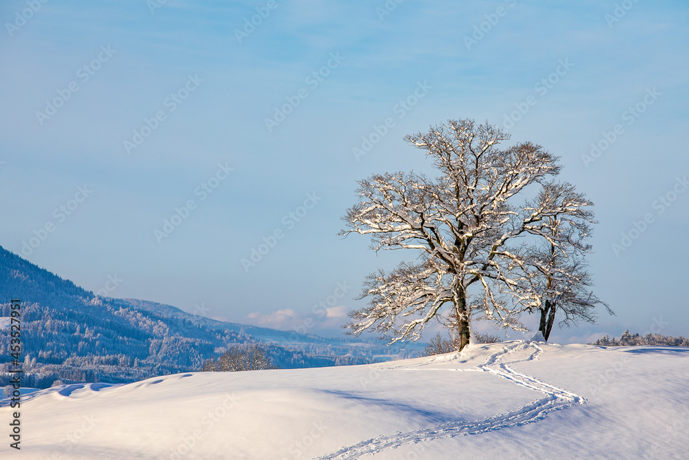Winter - Schnee - Allgäu - Baum - Schöllang - Oberstdorf - Alpen Winter - Schnee - Allgäu - Baum - Schöllang - Oberstdorf - Alpen