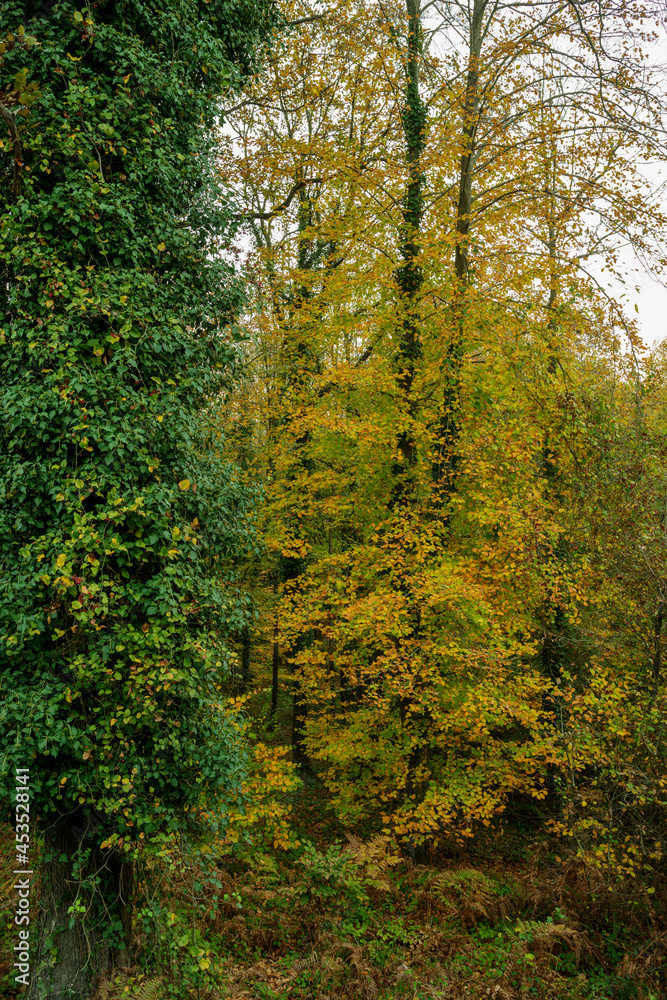 Forest with trees laden with green and yellow leaves in autumn Forest with trees laden with green and yellow leaves in autumn