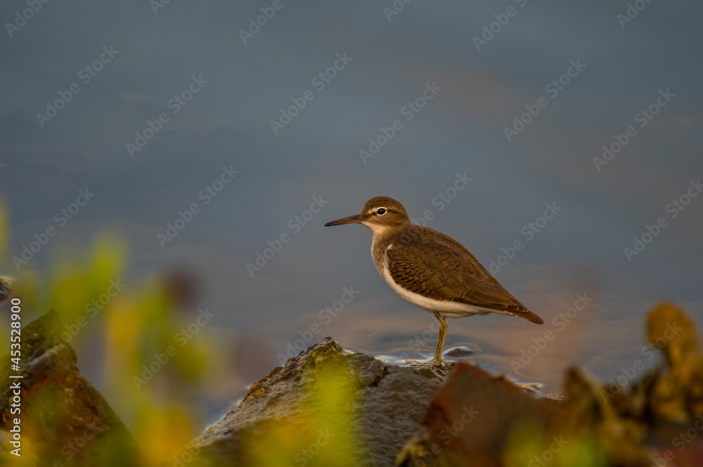 Spotted Sandpiper Water Background