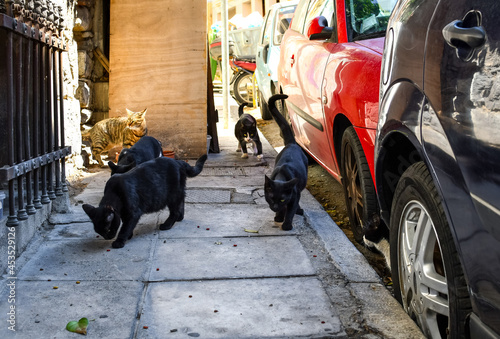 Fototapeta Naklejka Na Ścianę i Meble -  A group of stray cats come out from a hole in an exterior wall on a sidewalk along a street of cars in the Plaka area of Athens, Greece.
