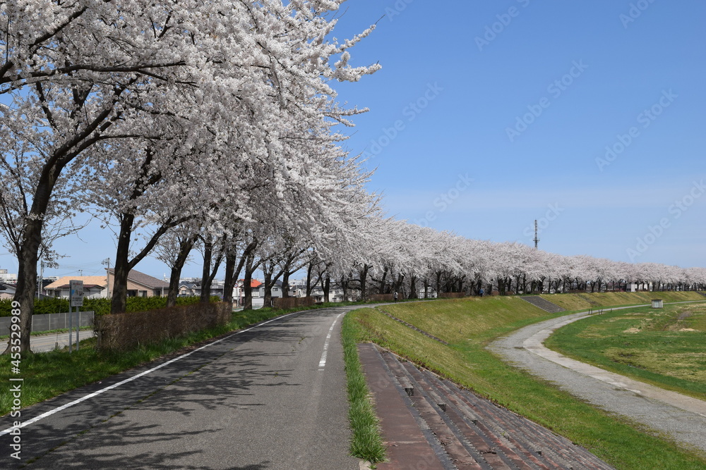 赤川の桜並木 約300本の桜が1.5kmに渡り連なる