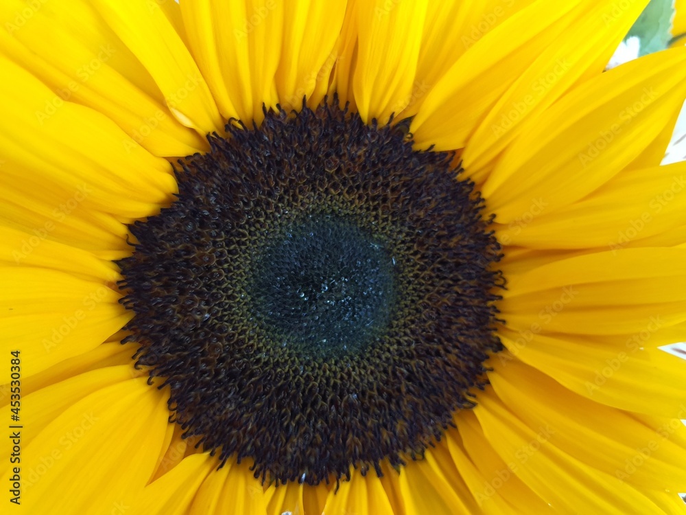 Obraz premium close up of sunflower
