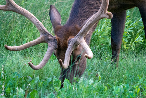 Close Up Elk Canada © pictureguy32