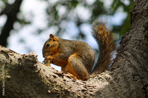 squirrel on a tree © Zechariah
