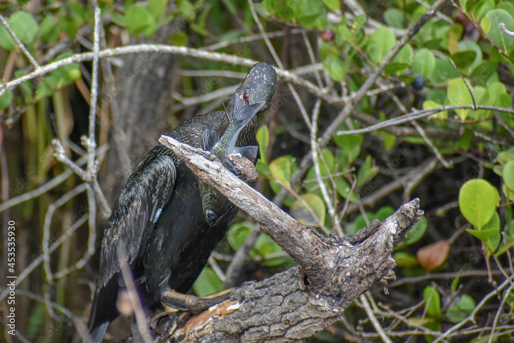 Anhinga catches a fish and.kills it. Anhinga catches a fish and.kills it.