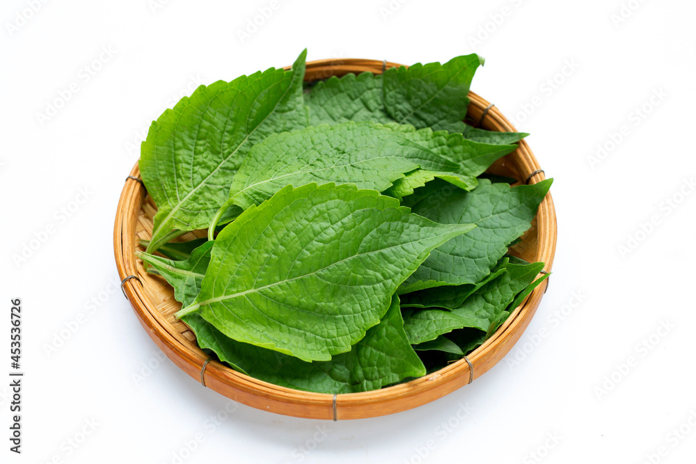 Tree Basil leaves (Ocimum gratissimum) in bamboo basket on white background. Tree Basil leaves (Ocimum gratissimum) in bamboo basket on white background.