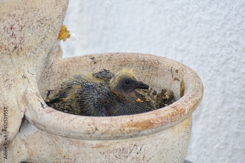 Fototapeta Naklejka Na Ścianę i Meble -  Baby pigeon in a flower pot nest