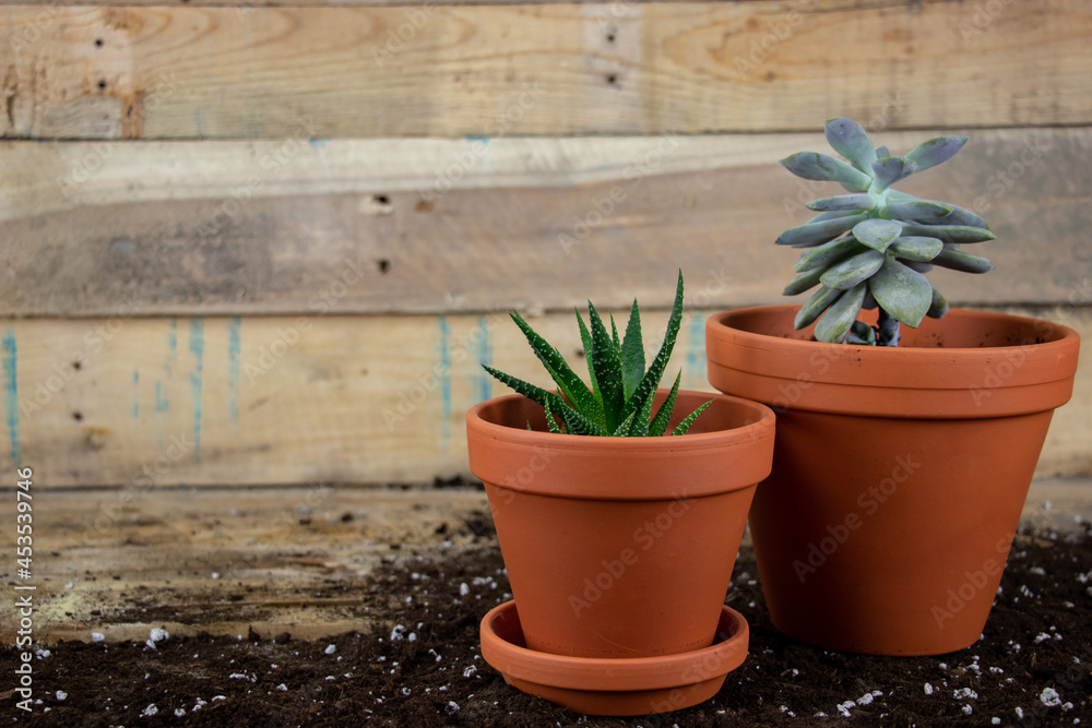 Gardening and cultivating tropical succulents indoors with sunlight and water