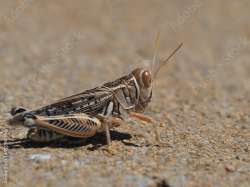 grasshopper © Andrew