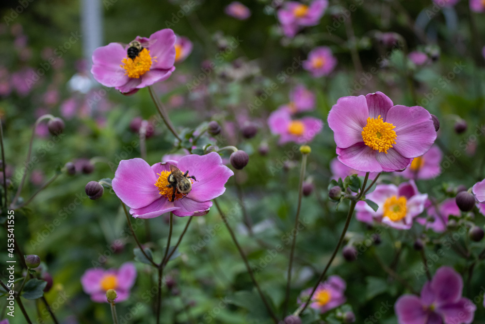 field of flowers