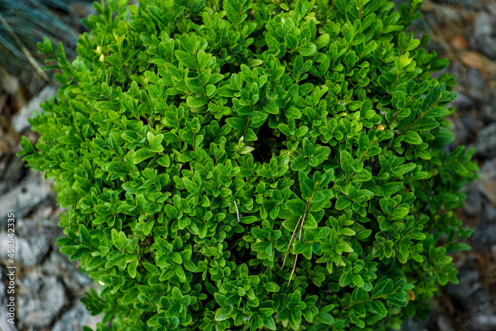 Top view, green plant in the shape of the ball, close-up. High quality photo