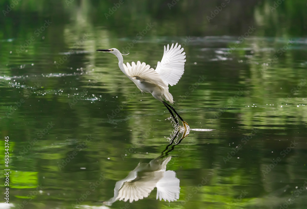 Snowy Egret Wading in shallow edge of lake looking for fish Snowy Egret Wading in shallow edge of lake looking for fish