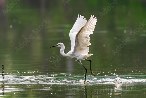 Snowy Egret Wading in shallow edge of lake looking for fish