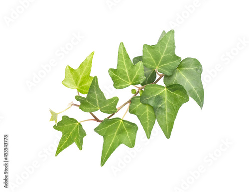 ivy isolated on a white background