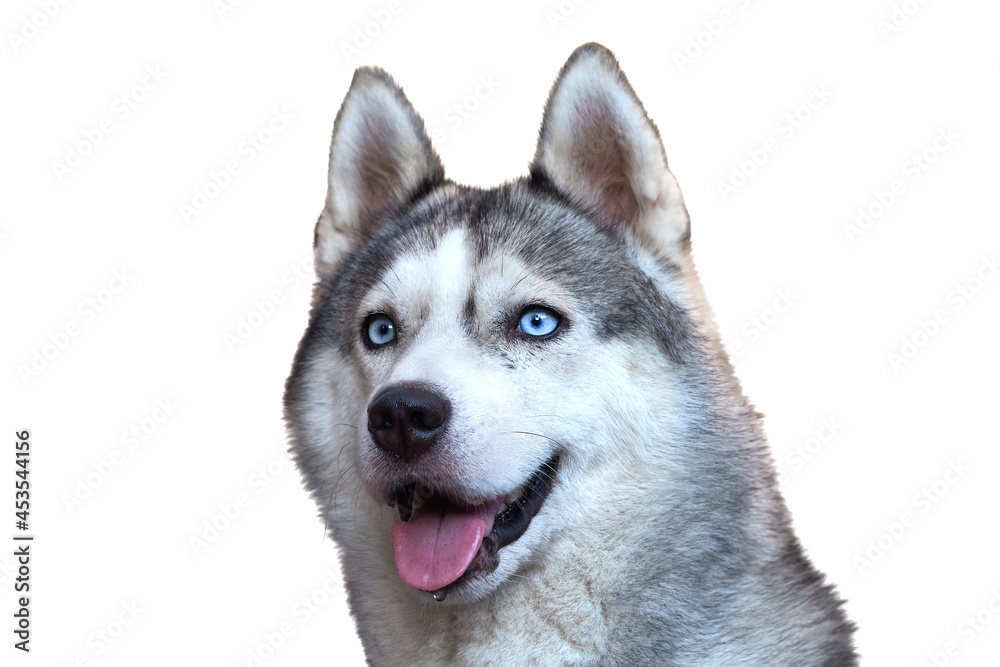 Portrait of a dog with blue eyes isolated on white background