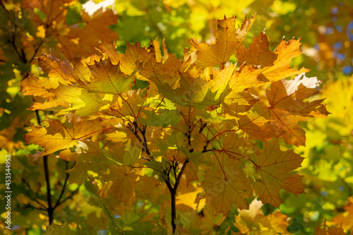 Autumn, leaf fall. Multi-colored maple leaves close up.Selective focus. Background for wallpaper.
