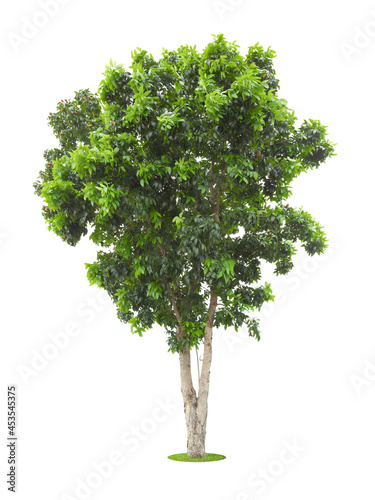 The freshness big green tree isolated on white.