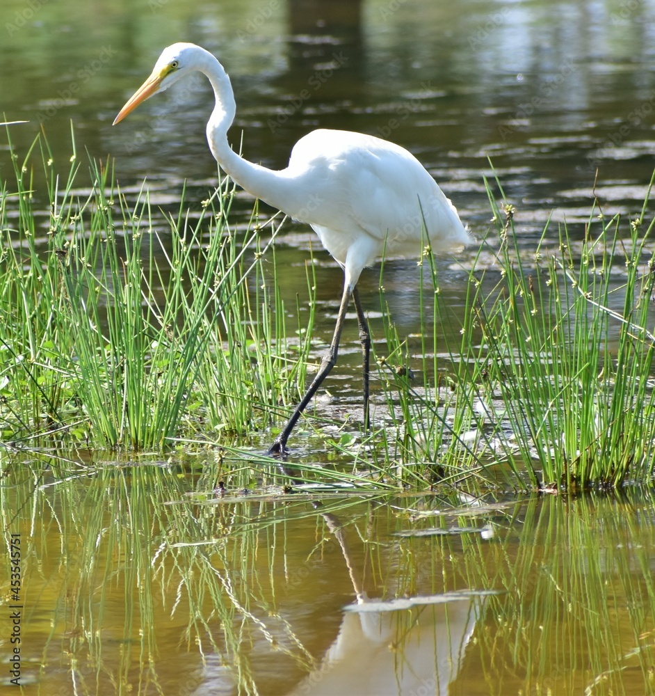 Naklejka premium Great White Egret